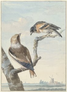 2 羽の鳥: シメ (Coccothraustes coccothraustes) とキープ (Fringilla montifringilla) 作： Aert Schouman