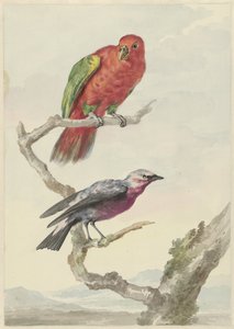 赤緑色のオウムを含む 2 羽の鳥 作： Aert Schouman