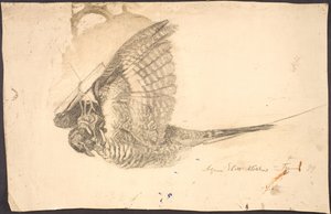 死んだ鳥の研究 作： Agnes Slott Møller