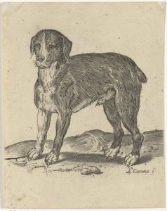 立ち犬 作： Agostino Carracci
