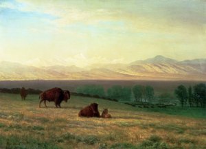 平原のバッファロー、1890年頃 作： Albert Bierstadt