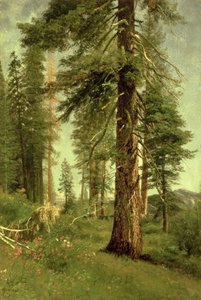 カリフォルニアレッドウッド 作： Albert Bierstadt