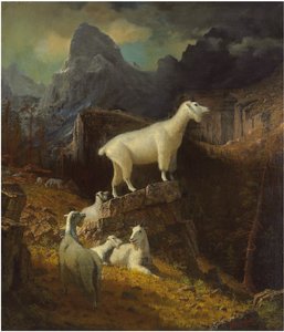 ロッキーマウンテンゴート、1885年頃（キャンバスに油彩） 作： Albert Bierstadt