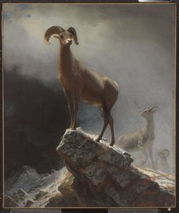 ロッキーマウンテンシープまたはビッグホーン、オビス、モンタナ、1884年 作： Albert Bierstadt