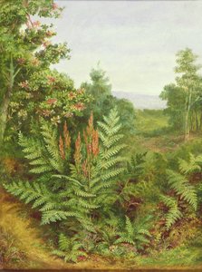 スイカズラとシダ 作： Albert Durer Lucas
