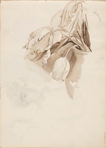 チューリップ 作： Albert Edelfelt