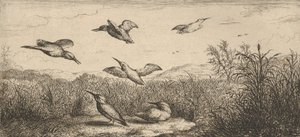 Alcedo, Martin-pescheur The Kingfisher: Livre d