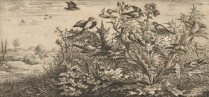 Carduëlis, Chardonnet The Goldfinch: Livre d