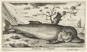 漁網のイルカ Delphinus le Dauphin。 (オブジェクトのタイトル) 魚とその他の海の生き物 - 海水第 3 シリーズ (シリーズ タイトル) Poissons de mer（シリーズタイトル） 作： Albert Flamen