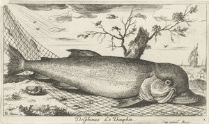 漁網のイルカ Delphinus le Dauphin。 (アイテムのタイトル) 魚とその他の海の生き物 - 海水第 3 シリーズ (シリーズ タイトル) Poissons de mer（シリーズタイトル） 作： Albert Flamen