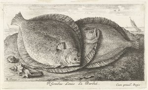 ビーチで 3 つのひよこ Rhombus Laeuis La Barbuë (オブジェクトのタイトル) 魚とその他の海の生き物 - 海水の第 3 シリーズ (シリーズ タイトル) Poissons de mer（シリーズタイトル） 作： Albert Flamen