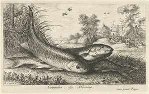 川岸の 3 つのチャブス 頭骨。 ル・ムニエ。 (オブジェクトのタイトル) 魚とその他の海の生き物 - 淡水最初のシリーズ (シリーズ タイトル) Diverses Especes de Poissons d