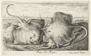 浜辺の 3 つの光線 ラジャ。 ラ・レイ。 (アイテムのタイトル) 魚とその他の海の生き物 - 海水第二シリーズ (シリーズ タイトル) Poissons de mer（シリーズタイトル） 作： Albert Flamen