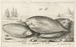 ビーチの 3 つの足の裏 Solea siue Lingulaca。 ラ・ソーレ。 (アイテムのタイトル) 魚とその他の海の生き物 - 海水第 3 シリーズ (シリーズ タイトル) Poissons de mer（シリーズタイトル） 作： Albert Flamen