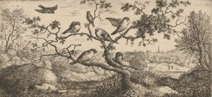 Ficedula, Piuoyne The Bullfinch: Livre d