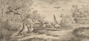 Garrulus, Gey The Jay: Livre d