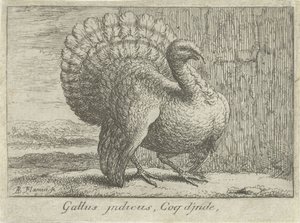 Landschap met kalkoen Gallus indicus、Coq d
