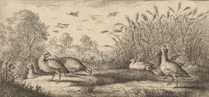 Perdix rubra, Perdix rouge The Red-Legged Partridge: Livre d