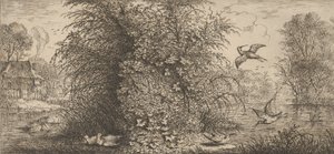Rusticula minor, Beccasine The Snipe: Livre d