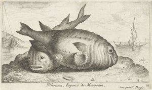 ビーチで 2 つのネズミイルカ Phoca Na, Espèce de Marsoüin, (オブジェクトのタイトル) 魚とその他の海の生き物 - 海水の第 3 シリーズ (シリーズ タイトル) Poissons de mer（シリーズタイトル） 作： Albert Flamen