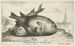 ビーチで 2 つのネズミイルカ Phocaena, Espèce de Marsoüin, (オブジェクトのタイトル) 魚とその他の海の生き物 - 海水第 3 シリーズ (シリーズ タイトル) Poissons de mer（シリーズタイトル）