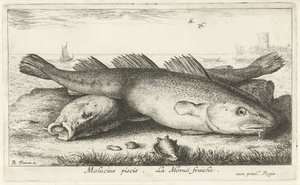 ビーチで 2 つのタラ モルシウス・ピシス。 ラ・モル・フレッシュ。 (アイテムのタイトル) 魚とその他の海の生き物 - 海水第二シリーズ (シリーズ タイトル) Poissons de mer（シリーズタイトル） 作： Albert Flamen