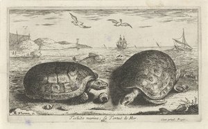 ビーチで 2 つのカメ テストド マリーナ; La Tortuë de Mer (オブジェクトのタイトル) 魚とその他の海の生き物 - 海水第二シリーズ (シリーズ タイトル) Poissons de mer（シリーズタイトル） 作： Albert Flamen