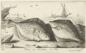 ビーチで 2 つのカレイ Flesus siue Fleteletus. ラ・フレズ。 (アイテムのタイトル) 魚とその他の海の生き物 - 海水の最初のシリーズ (シリーズ タイトル) Diverses Especes de Poissons de mer (シリーズタイトル) 作： Albert Flamen