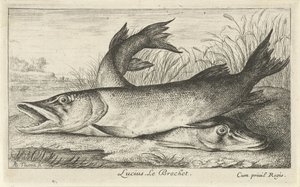 川岸に 2 つのカワカマス ルシウス。 ルブロシェ。 (アイテムのタイトル) 魚と海の生き物 - 淡水初シリーズ（シリーズタイトル） Diverses Especes de Poissons d