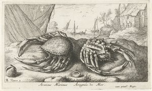 漁網の近くの 2 つのクモガニ Araneus Marinus Aragnée de Mer (オブジェクトのタイトル) 魚とその他の海の生き物 - 海水第二シリーズ (シリーズ タイトル) Poissons de mer（シリーズタイトル） 作： Albert Flamen