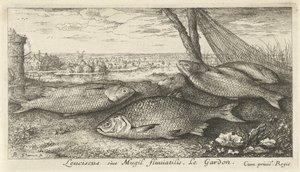 漁網の近くの 4 つのゴキブリ Leuciscus siue Mugil fluuiatilus. レガルドン。 (アイテムのタイトル) 魚とその他の海の生き物 - 淡水最初のシリーズ (シリーズ タイトル) Diverses Especes de Poissons d