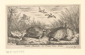 草と葦の間の 4 匹の淡水カメ Testudofluviatilis、La Tortuë d