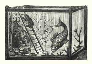 水槽の中の魚とカエル（彫刻） 作： Albert Robida