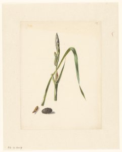 繭と紡がれた毛虫の下に毛虫がいるアヤメの研究