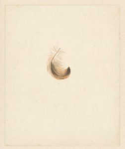 羽の研究 作： Albertus Steenbergen