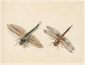 2匹のトンボの研究