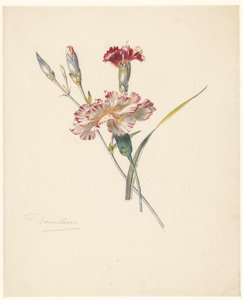 カーネーションの学習シート 作： Albertus Steenbergen