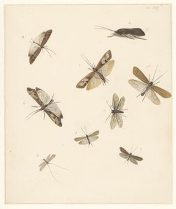 8 蛾の学習シート 作： Albertus Steenbergen