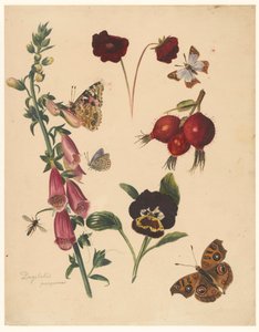 花と蝶の勉強シート 作： Albertus Steenbergen