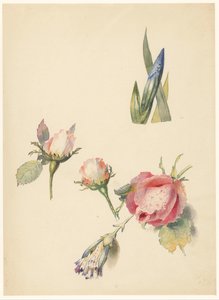 3 つのバラとアイリスの学習シート 作： Albertus Steenbergen