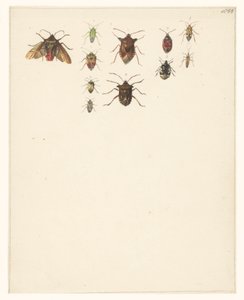 11 種類のカブトムシの学習シート 作： Albertus Steenbergen