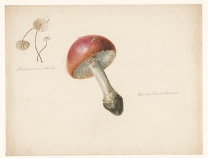 きのこ、ベニテングタケ、マラスミウス ロチュラの学習シート 作： Albertus Steenbergen