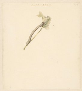 Studieblad met rups、Amphidasis Betularia 作： Albertus Steenbergen