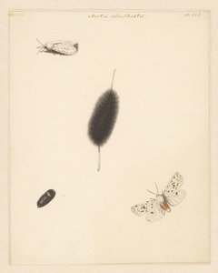 イモムシ、繭、蛾の羽を広げた学習シート