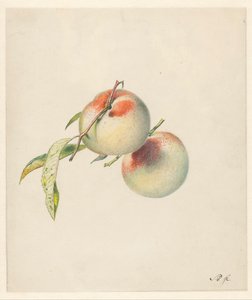 その茎に 2 つの桃