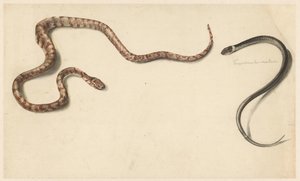 2 つの熱帯のヘビ 作： Albertus Steenbergen
