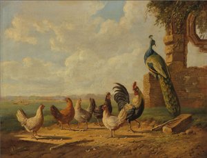 オランダ：鶏と孔雀のいる風景 鶏と孔雀のいる風景 作： アルベルトゥス・フェルホーセン