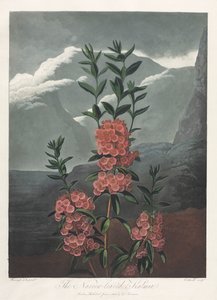 フローラの神殿、または自然の庭：狭葉のカルミア 作： Albrecht Altdorfer
