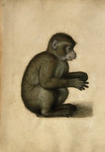 モンキー-水彩、A。デューラーによる 作： Albrecht Dürer