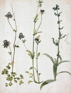 オダマキ、パンジー、牛タン、16 世紀の第 1 四半期 作： Albrecht Dürer
